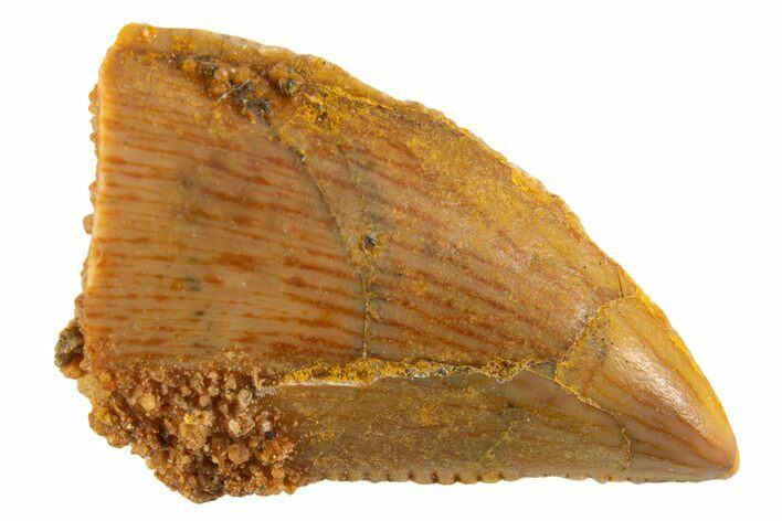 Serrated Raptor Tooth - Real Dinosaur Tooth #332427